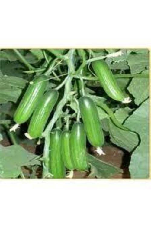 20 Adet Nadir Organik Badem Silor Sülor Salatalık Saksı Toprak Hediyemiz