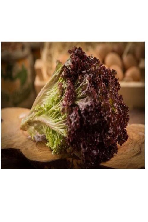 100 Adet Tohum Organik Bahçe Marul Tohumu Kıvırcık Lolorosso Saksı Toprak Hediyemiz