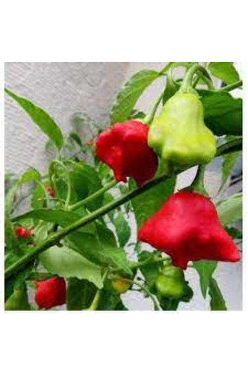 100 Adet Tohum Nadir Organik Hobi Bahçe Balkon Gül Biber Biberi Hobi Bahçe Köy Tohumu