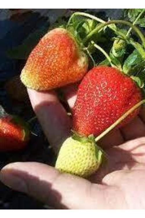 30 Adet Tohum Orjinal Organik Çilek Tohumu Doğal Çilek Tohumu Saksı Toprak Hediyeli Sürpriz Hediye