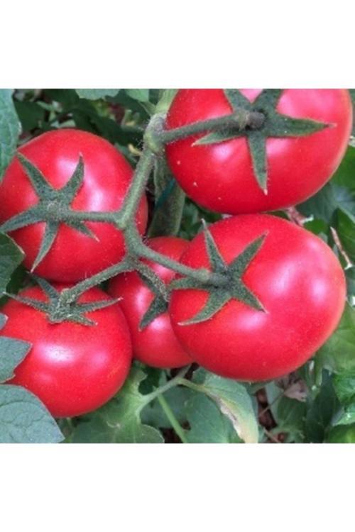 30 Adet Tohum Nadir Organik Köy Salkım Domates Tohumu Saksı Toprak Hediyeli