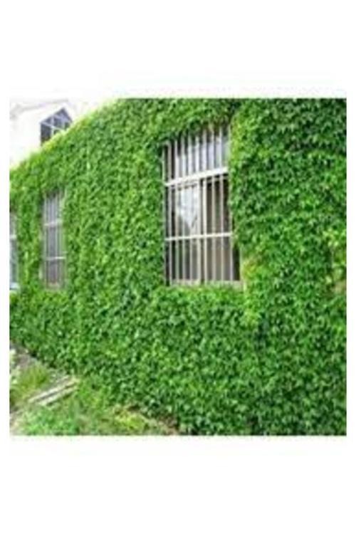 40 Adet Tohum Organik Erkenci Hobi Bahçe Amerikan Sarmaşığı Tohumu Saksı Toprak