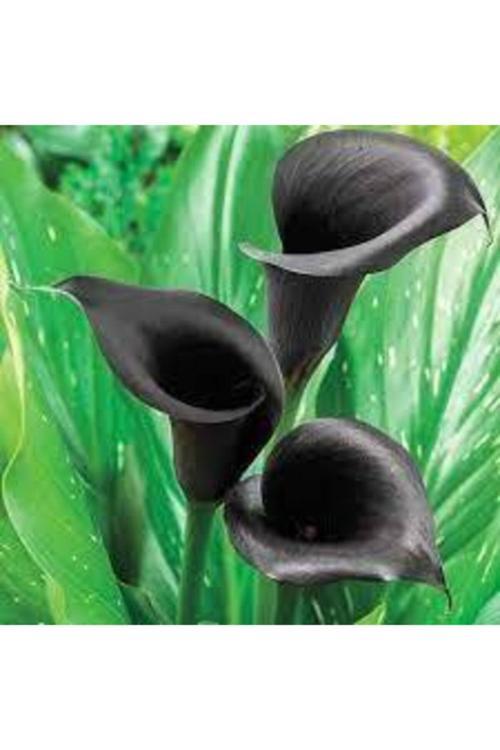 20 Adet Tohum Siyah Calla Lily Çiçek Tohumu Afrika Çöl Çiçeği Calla Lily Tohumlu