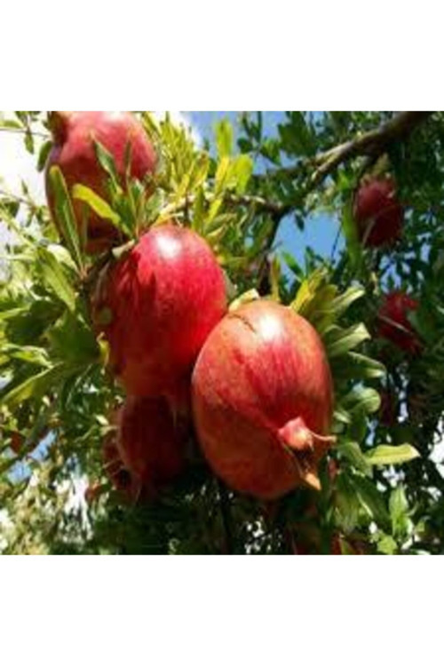 5 Adet Tohum Nar Ağacı Tohumu Kırmızı Nar Ağacı Tohumu Saksı Toprak Süpriz Heidye Bonsai Ağacı