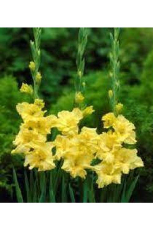 50 Adet Tohum Nadir Bulunan Sarı Şebboy Çiçeği Tohumu Saksı Torak Sürpriz Tohum