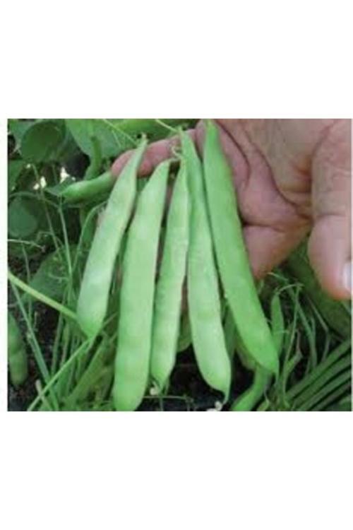 200 Adet Tohum Organik Kılçıksız 40 Gün Taze Fasulye Fasülye Tohumu Oturak Cins Fasulye