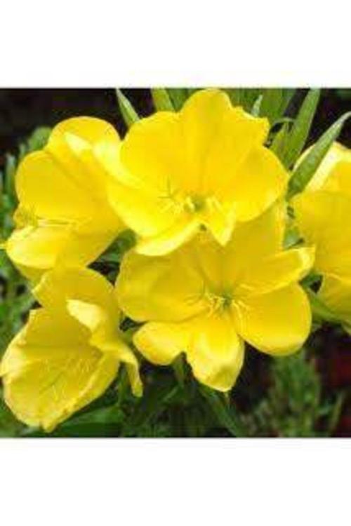 Ezan Çiçegi Tohumu 80 Adettır.İlac Degıldır. Dıkıme Uygundur.