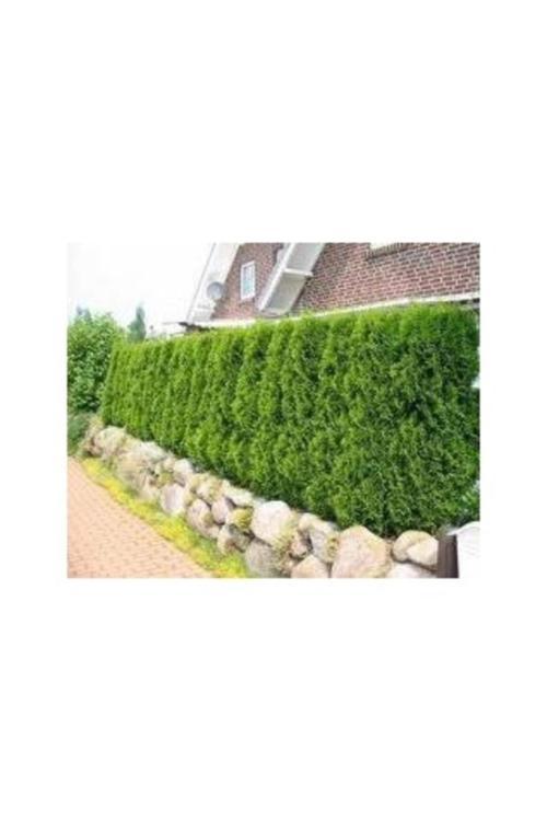 100 Adet Tohum Doğal Yeşil Bahçe Çiti Çit Mazısı Mazı Tohumu Villa Bahçe Tohumu Hediye Tohum