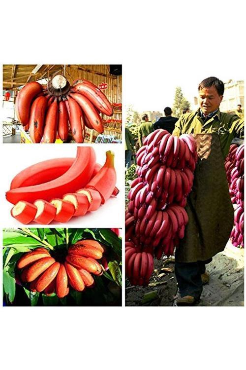 3 Adet Tohum Nadir Bulunan Kırmızı Muz Tohumu Organik Ata Tohum Saksı Toprak Hediyelidir