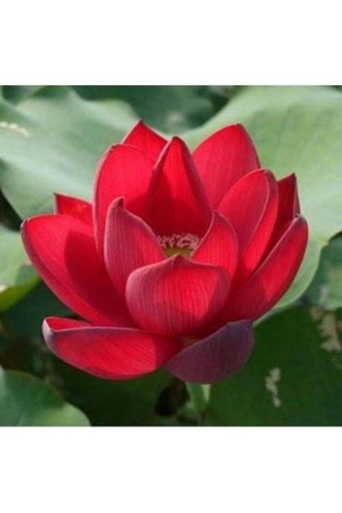 5 Adet Tohum Organik Lotus Kırmızı Su Zambak Tohumu Kaliteli Hasat Nilüfer Çiçek Tohumu