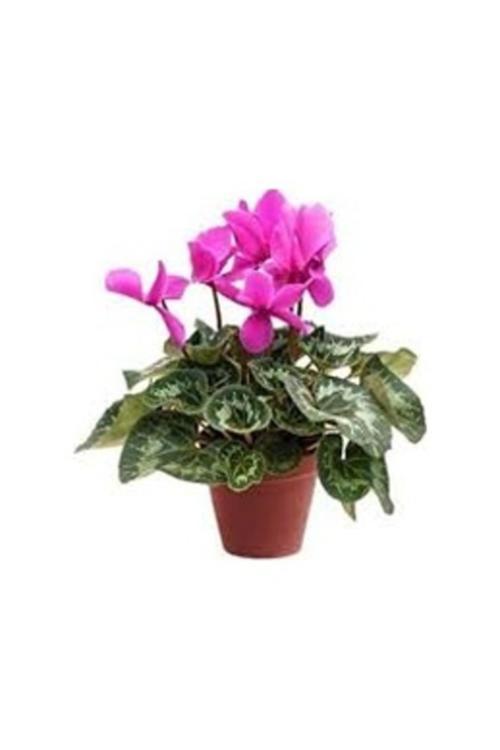 10 Adet Tohum Nadir Karışık Renkli Sıklamen Mezarlık Kabir Çiçeği Tohumu Saksı Toprak Hediye