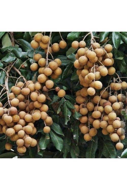 1 Adet Tohum Nadir Langan Ejderha Gözü Meyve Ağaç Tohumu Hediye Tohumlu