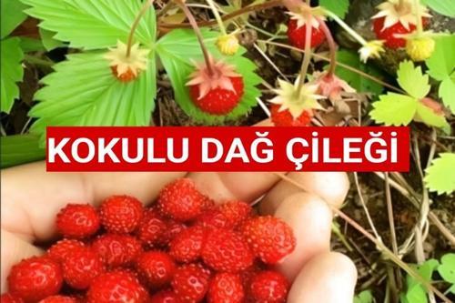 15 Adet Karadeniz Kokulu Yabani Dağ Çileği Fidesi Açık Köklü (10-20 Cm)