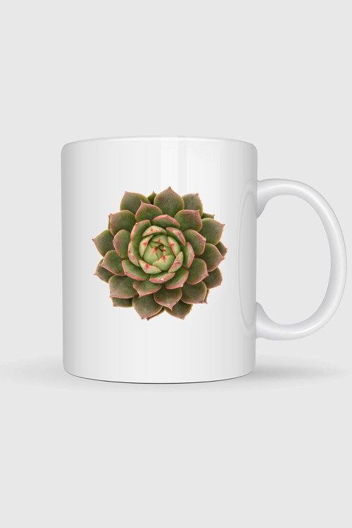 Echeveria Etli Bitki Cactaceae Houseleek Tasarımlı Kupa Bardak