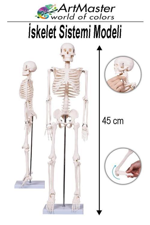 İskelet Sistemi Maketi 45 cm 1 Adet İnsan İskelet Modeli Haraketli Eğitim İskelet Anatomisi İskelet Sistemi Fen Deney