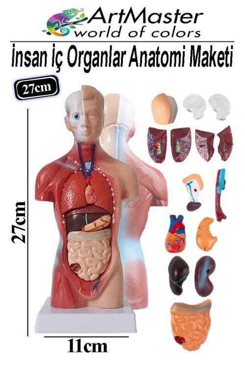 İnsan İç Organları Maketi 27 cm 1 Adet Sök Tak İnsan Anatomi Modeli Tıbbi Model Vücut 15 Parça İnsan İç Organları