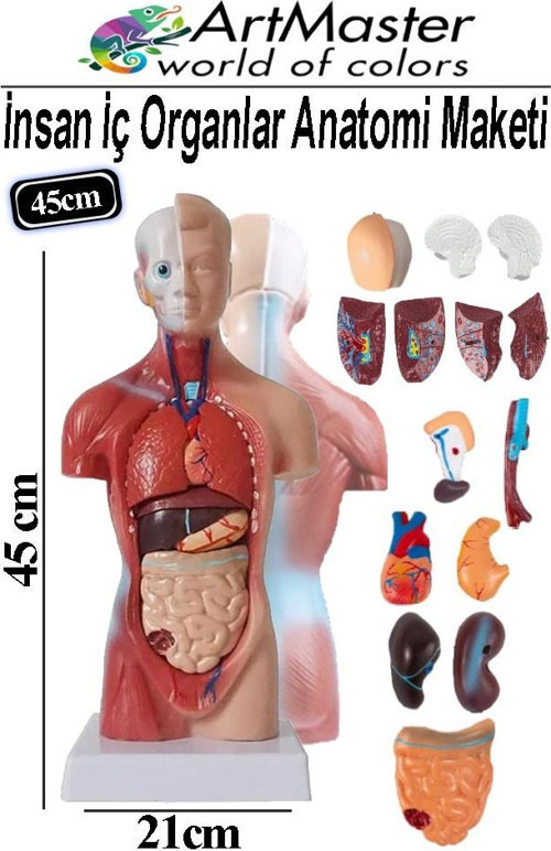 İnsan İç Organları Maketi 45 cm 1 Adet Sök Tak İnsan Anatomi Modeli Tıbbi Model Vücut 15 Parça İnsan İç Organları