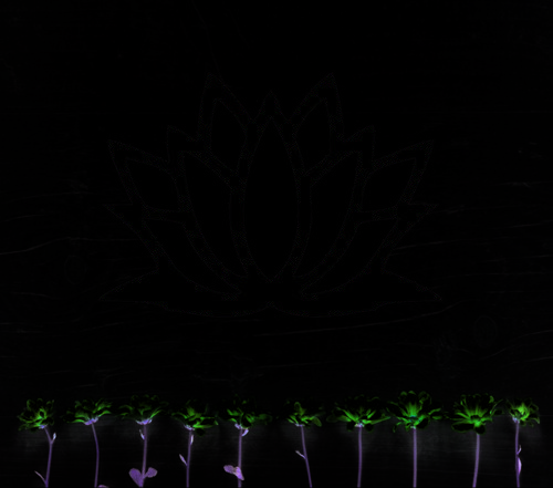 Lotus Çiçeği