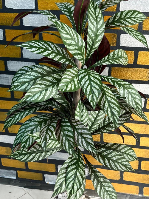 Yapay Kılıç Yaprağı Ağaç Lux Metal Saksı Dahıl