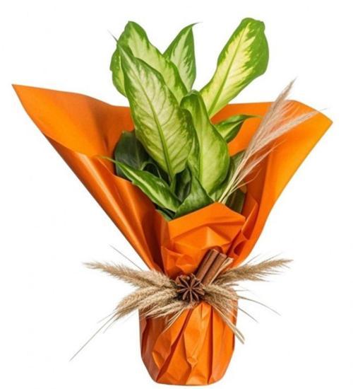 Pollyanna Diffenbahya Camilla