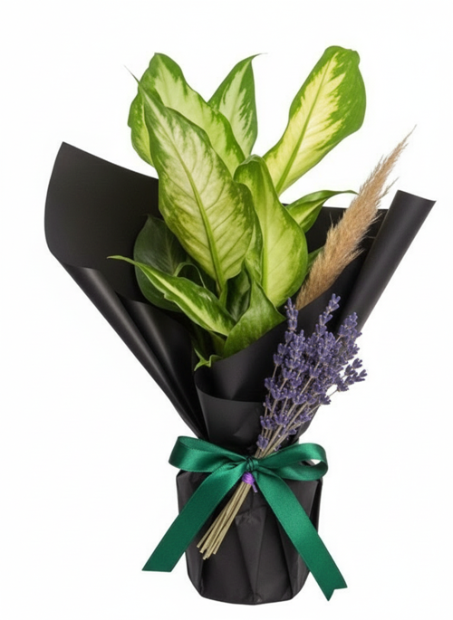 Premium Difenbahya Camilla