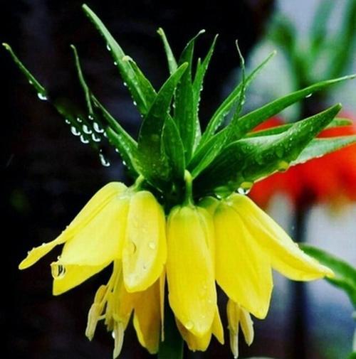 25 Adet Sarı Ters Lale Çiçeği Tohumu + 10 Adet Hediye Karışık Renk Gül Çiçek Tohum