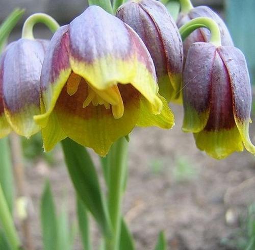 50 Adet Sarı Mor Ters Lale Çiçeği Tohumu + 10 Adet Hediye Karışık Renk Gül Çiçek Tohumu