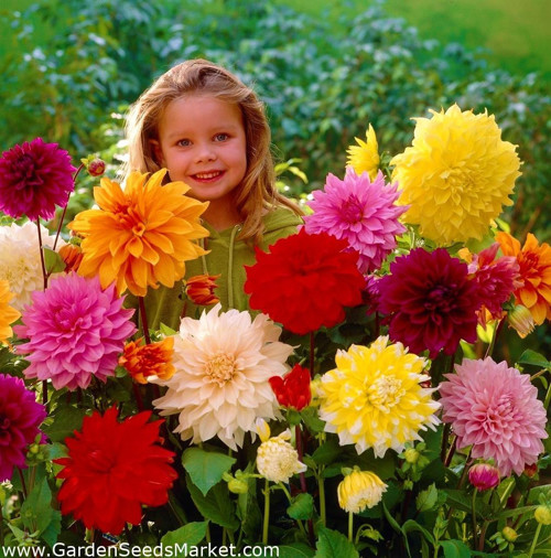 100 Adet Bodur Yıldız Dahlia Çiçeği Yumrusu Soğanı Karışık 15 Renk .yumru Boyu 9 cm . Yeni Mahsul.çiçekli Boyu 45 Cm.