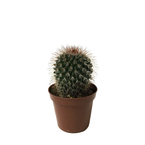 Mammillaria Spinosissima 'Rubrispina' (Kaktüs)