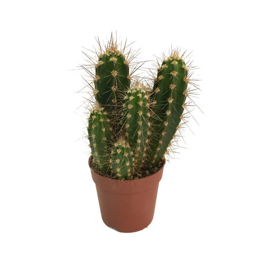 Neocardinazia Herzogiana (Kaktüs)