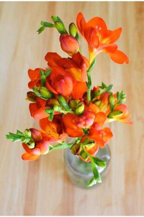 Frezya Çiçeği Soğanı