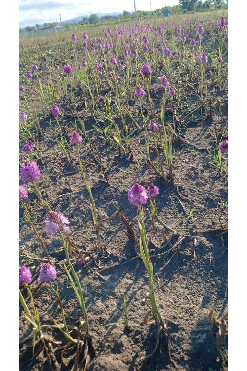 Salep Fidesi | 100 Adet | – Organik Salep Fidanı & Doğal Salep Yetiştiriciliği 🌱