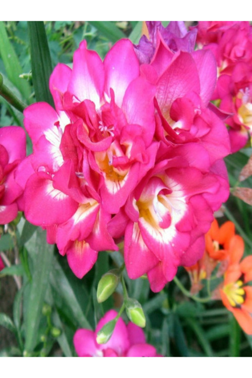 20 Adet Pembe Frezya ( Freesia Bulbs ) Çiçeği Soğanı Katmerli Mis Kokulu