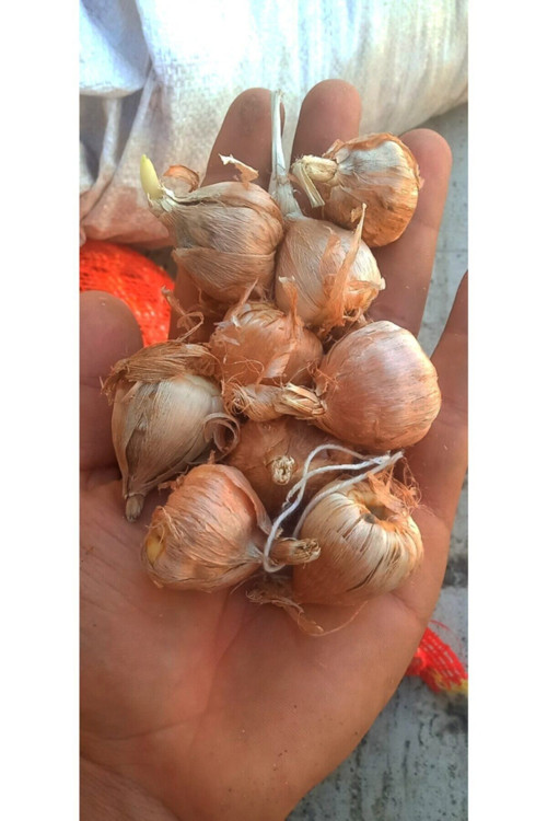 Double White Frezya Soğanı 20 Adet