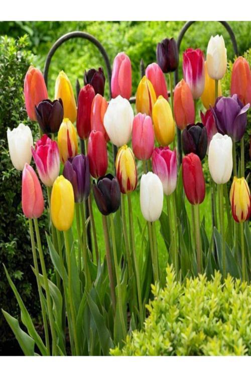 Karışık Renk Lale Soğanı 10 'Lu