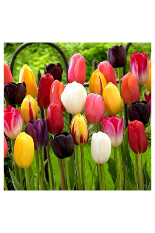 Lale Soğanı 5 Adet