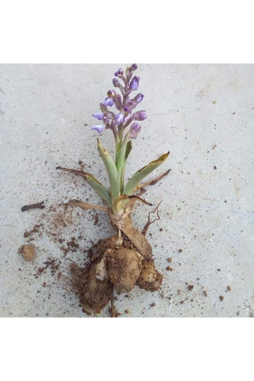 Doğal Salep Fidesi 10 Adet