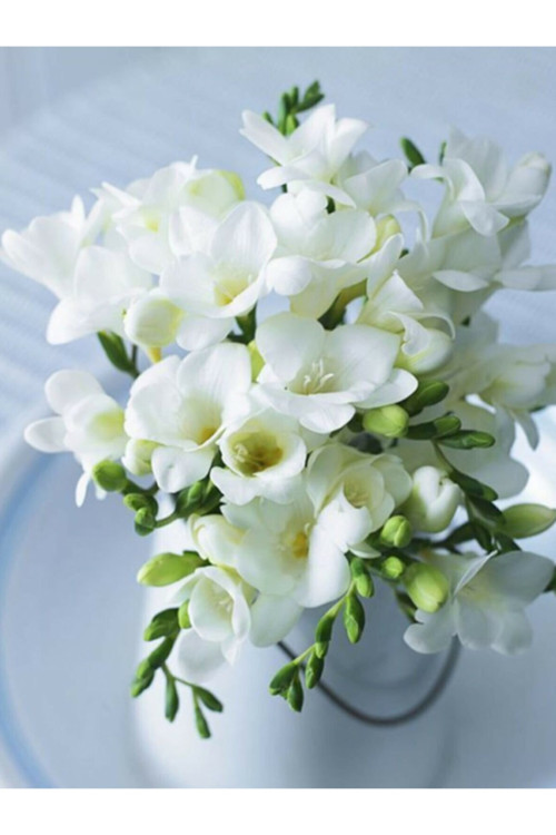 10 Adet Beyaz Frezya ( Freesia Bulbs ) Çiçeği Soğanı Katmerli Mis Kokulu