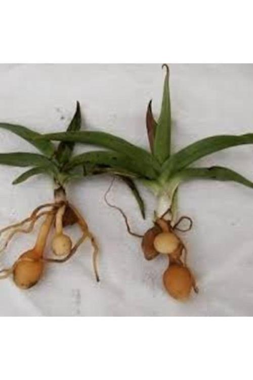 Doğal Salep Fidesi (15 Adet)