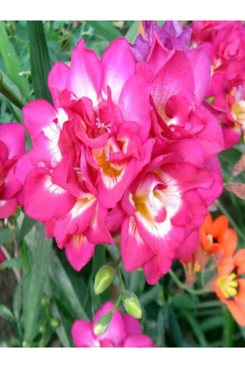 10 Adet Pembe Frezya ( Freesia Bulbs ) Çiçeği Soğanı Katmerli Mis Kokulu