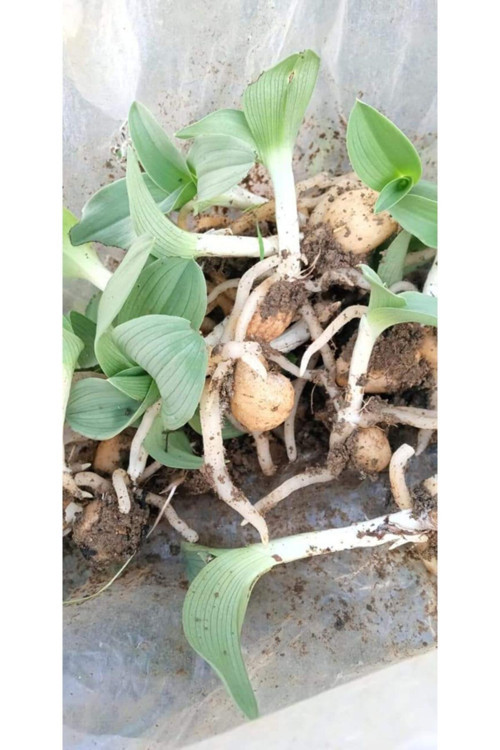 Salep Doğal Salep Fidesi (50 Adet)