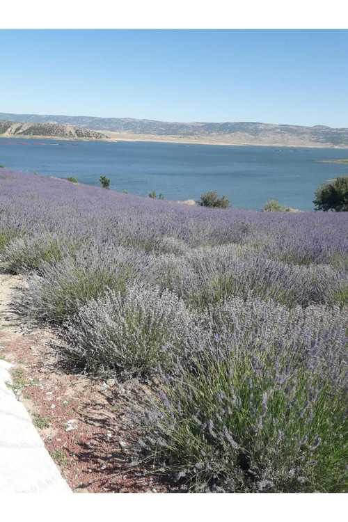 40 Adet Lavanta Açık Kök Angustifolia Fidanı Fidesi
