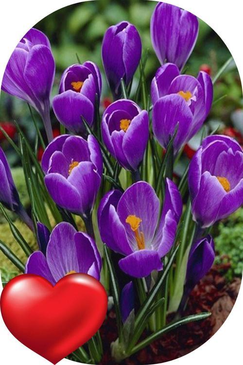 25 Adet Iran Horasan Safran Soğanı Ekim Dikim Zamanı: 15 Ağustos -15 Eylül Arasıdır