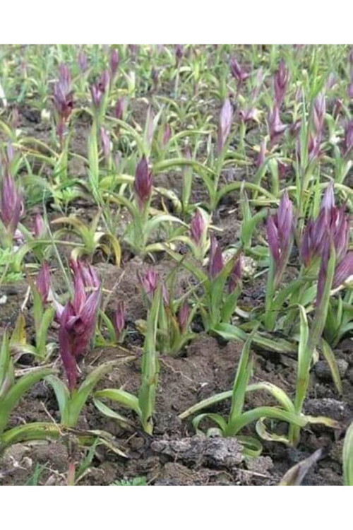 Salep Fidesi Orchis Sancta 100 Adet