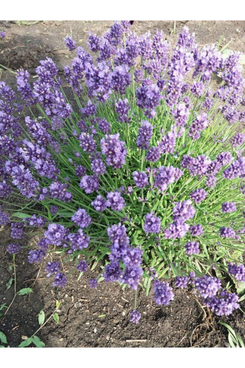 200 Adet Açık Köklü Intermedia Lavanta Fidesi Fidanı