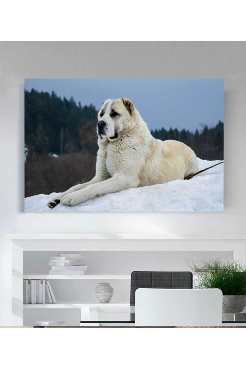 Köpek Resimli Kanvas Tablo