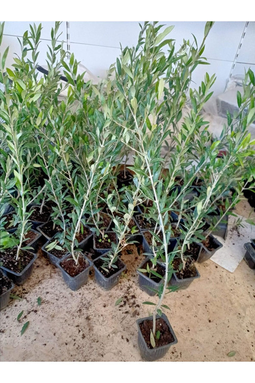 10 Adet Saksıl Tam Bodur Arbequina Zeytin Fidanı 1 Yaş - 40-60 Cm
