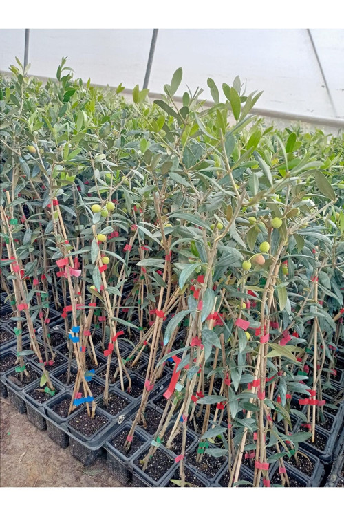 Arbequina Bodur Zeytin Fidanı(30 60 Cm) 6 Adet Tüplü Zeytin Fidanı