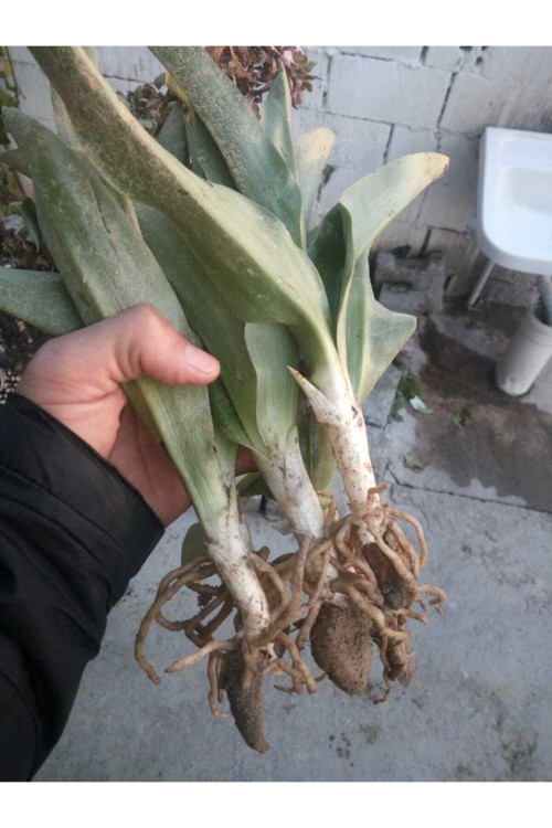 Doğal Salep Fidesi (10 Adet)