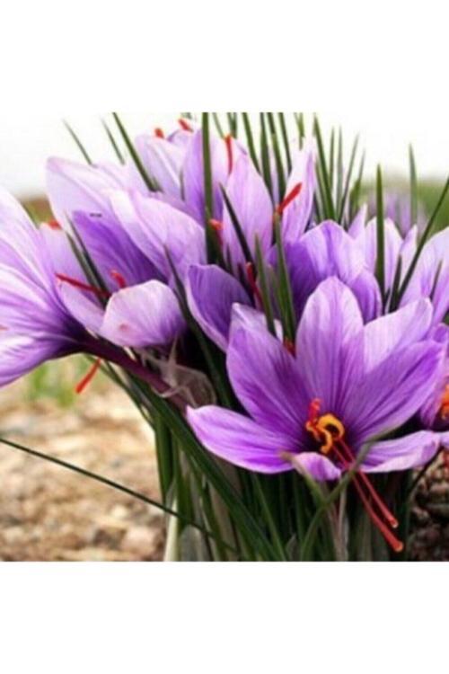 Iran Safran Soğanı 50 Adet